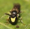 Hylaeus pectoralis